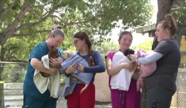 Martin County animal hoarding case grows to 108 rescued animals as suspect remains free on bond