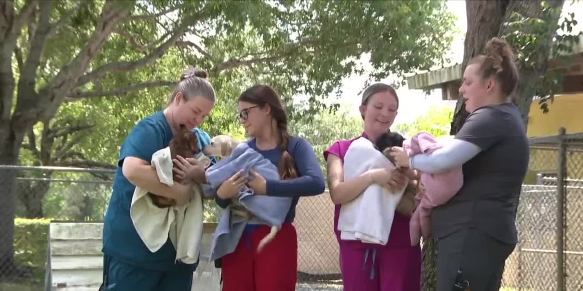 Martin County animal hoarding case grows to 108 rescued animals as suspect remains free on bond