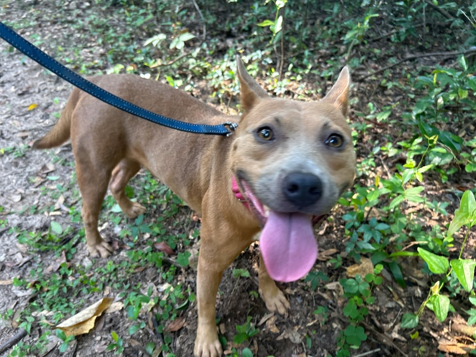Demi's heart-melting smile will look great in your next selfie or family photo!