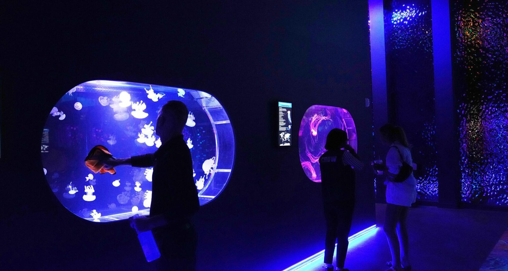 Florida's Jellyfish Museum is dedicated solely to floating predators