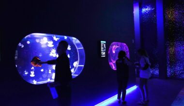 Florida's Jellyfish Museum is dedicated solely to floating predators