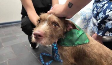 ‘Lucky to be alive’: Dog abandoned outside Jacksonville veterinary clinic survives after more than a day in summer heat