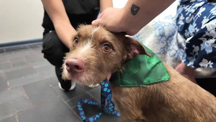 ‘Lucky to be alive’: Dog abandoned outside Jacksonville veterinary clinic survives after more than a day in summer heat