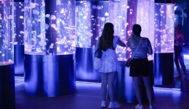 Florida’s Jellyfish Museum is dedicated solely to the mesmerizing floating predators – NBC 6 South Florida