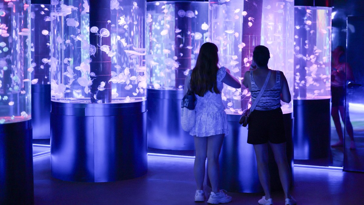 Florida’s Jellyfish Museum is dedicated solely to the mesmerizing floating predators – NBC 6 South Florida