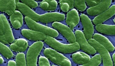 Flesh-eating bacteria in Florida: Second person dies from Vibrio vulnificus