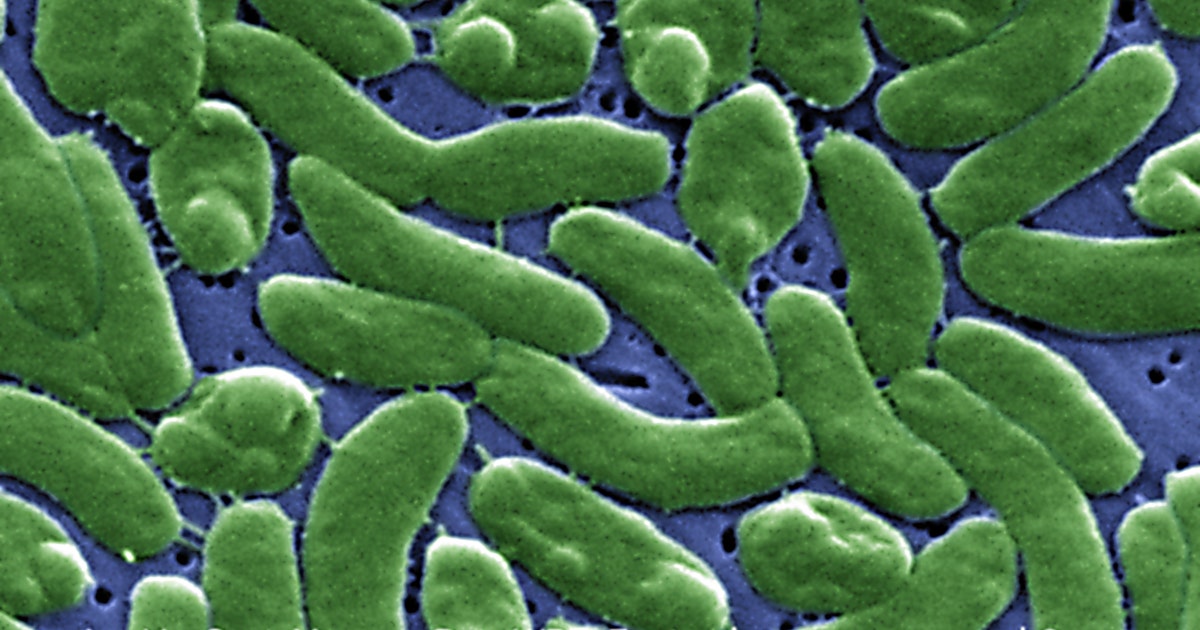 Flesh-eating bacteria in Florida: Second person dies from Vibrio vulnificus