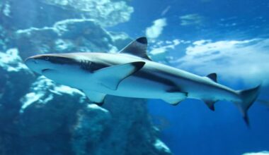 SEA LIFE Orlando goes after dark with brews, sharks, and adults-only night