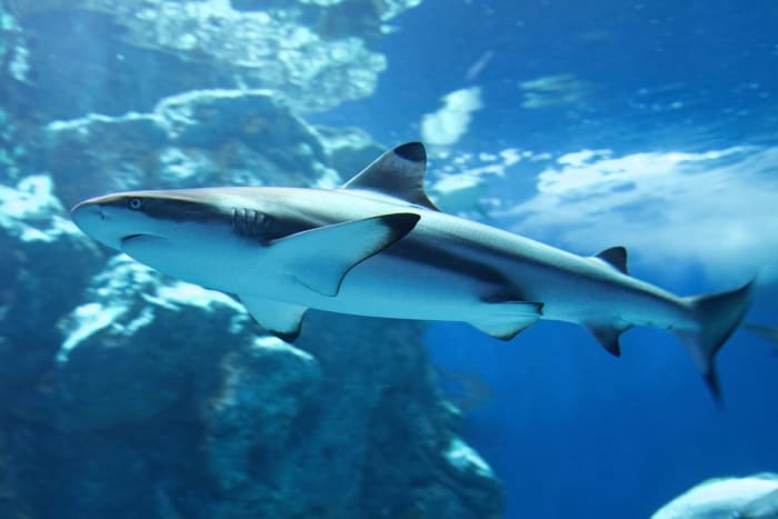 SEA LIFE Orlando goes after dark with brews, sharks, and adults-only night