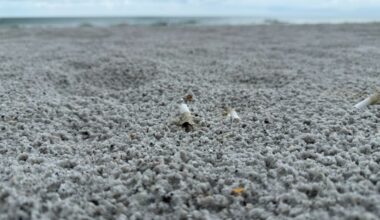 Cigarette butts scattered across Indian Rocks Beach. (Spectrum News/JT Lynch)