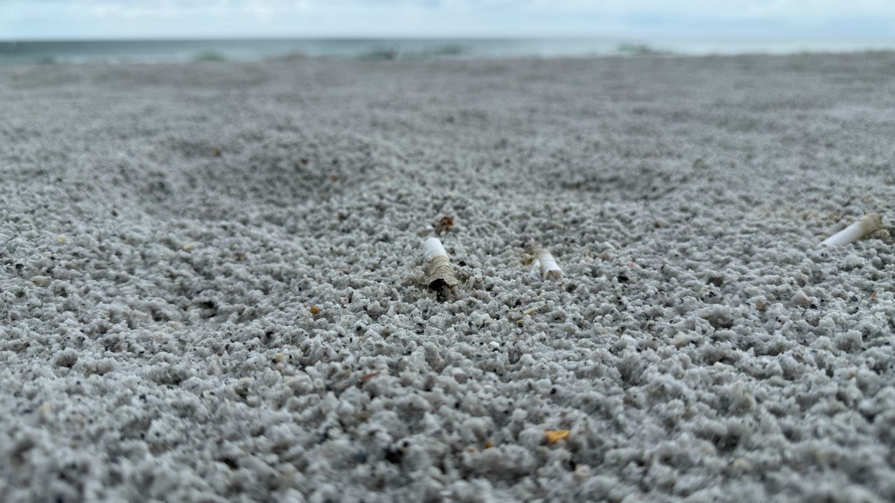 Cigarette butts scattered across Indian Rocks Beach. (Spectrum News/JT Lynch)