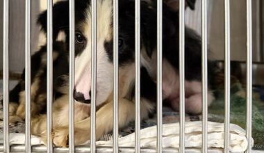 Paige O'Donnell relinquishes Border Collies rescued from Palm City hoarding case