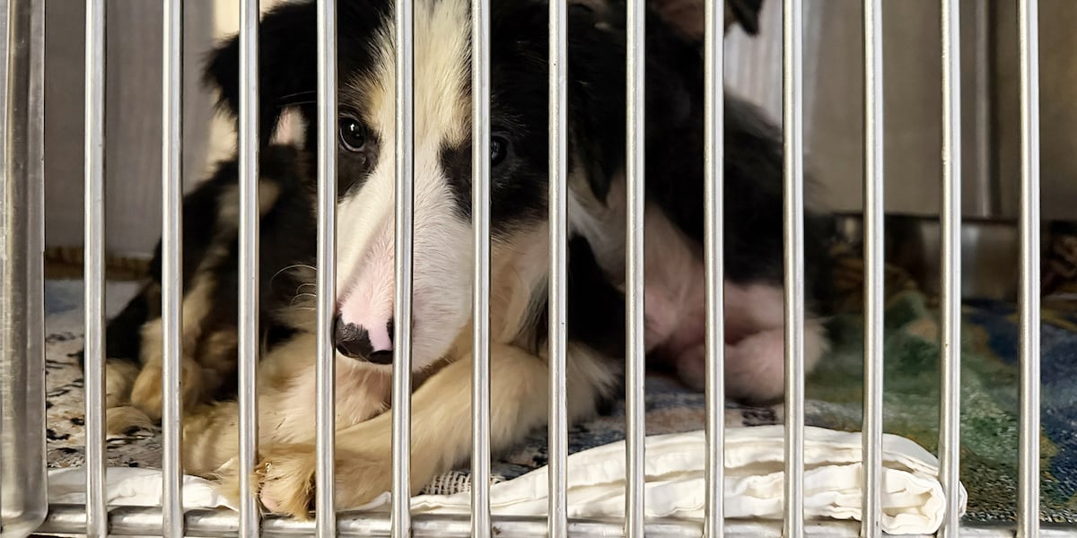 Paige O'Donnell relinquishes Border Collies rescued from Palm City hoarding case