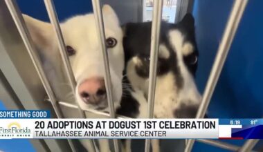 Something Good: 20 adoptions at Dogust 1st celebration