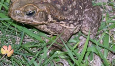 Bufo toads can be dangerous to pets: What Florida dog owners need to know