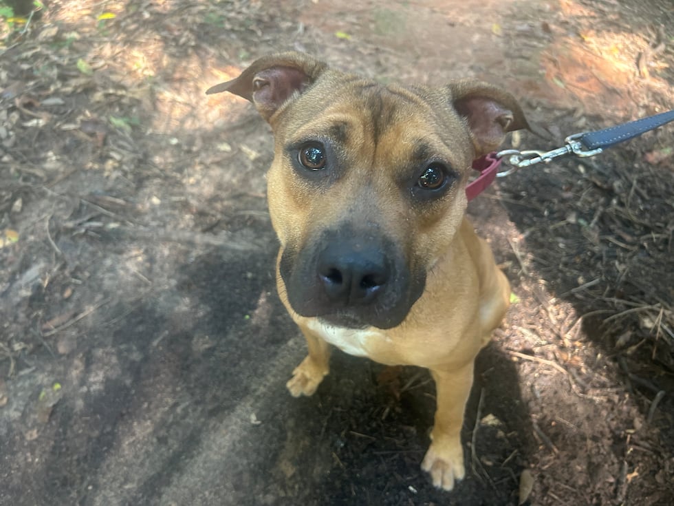Please rush on over to the shelter this weekend to meet this confident cutie up close up!