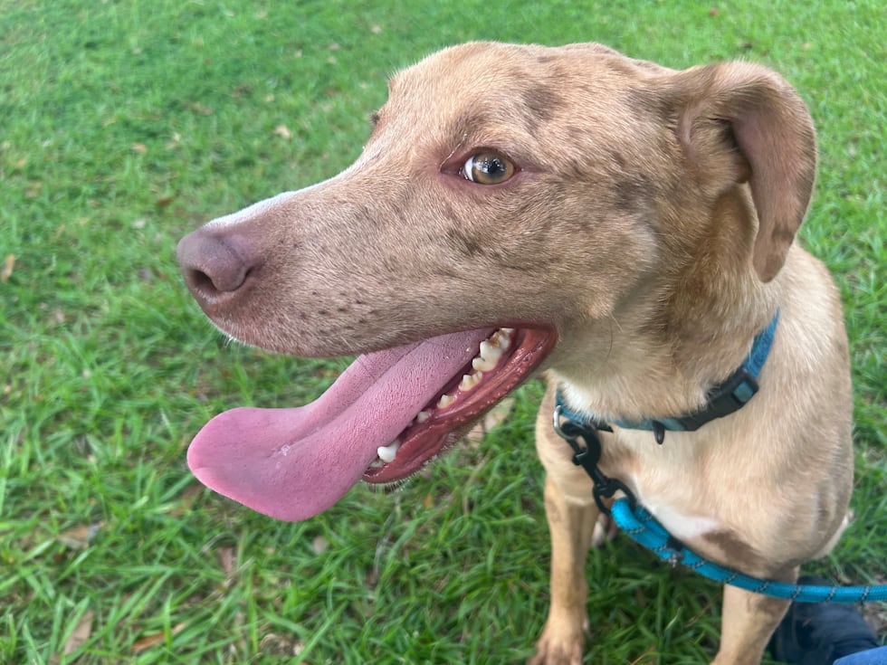 Cornelius has a colorful, fun coat with a colorful, fun personality to match!