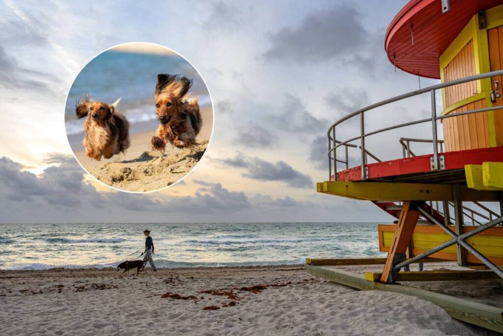 Dog beach Miami