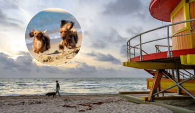 8 dog-friendly beaches in Miami to take your four-legged friend