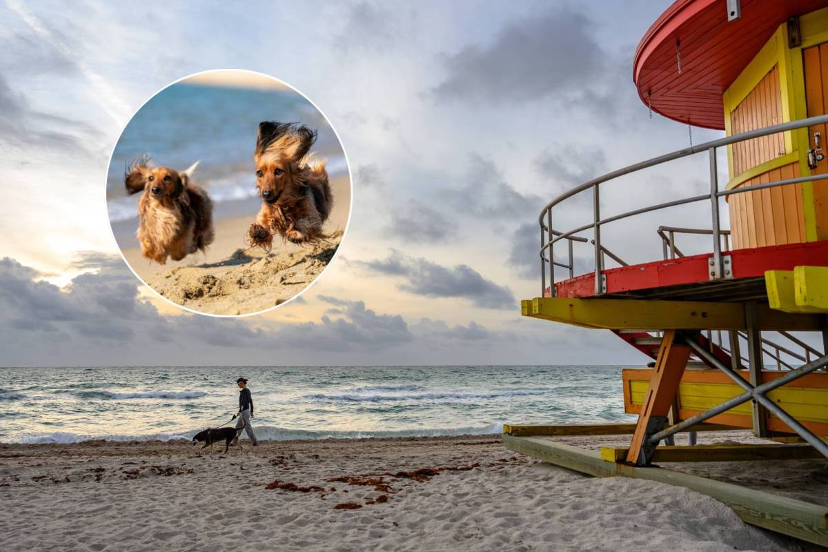 8 dog-friendly beaches in Miami to take your four-legged friend