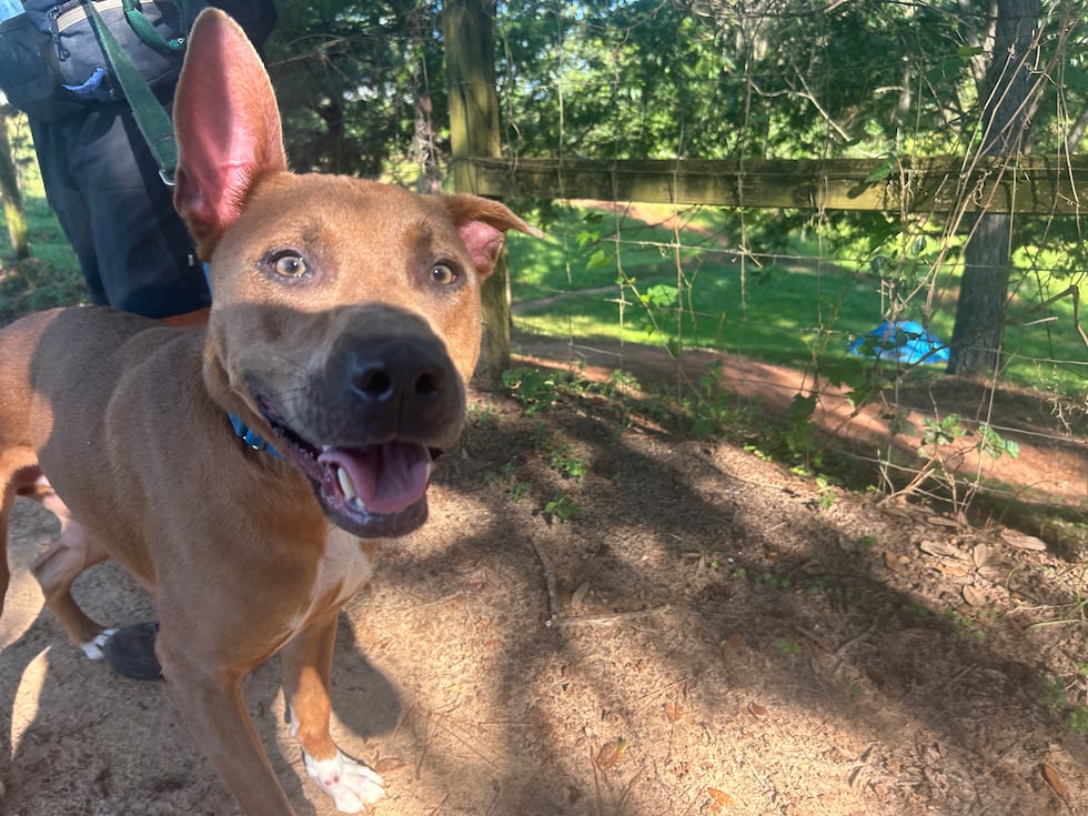 Odysseus is a man on a mission to find his fur-ever family!