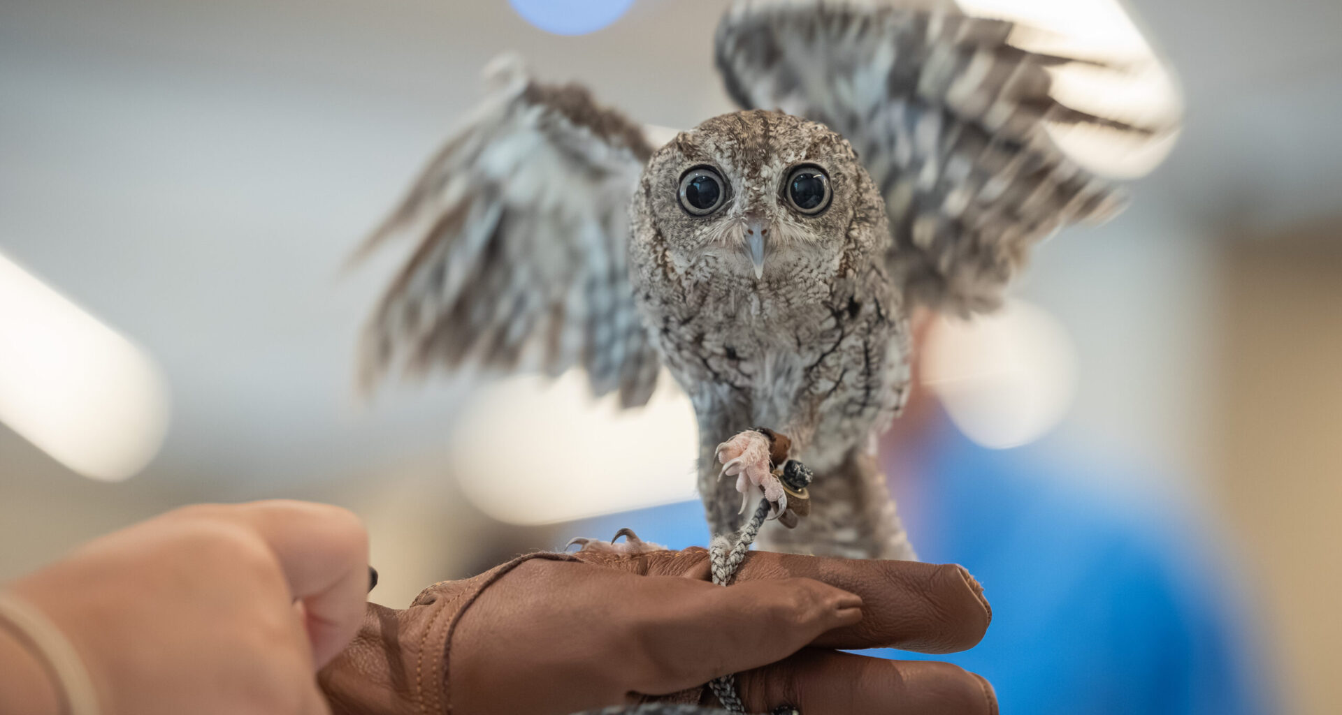 James Museum’s family-friendly ‘Menagerie’ returns Saturday