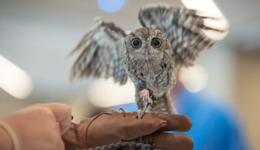 James Museum’s family-friendly ‘Menagerie’ returns Saturday
