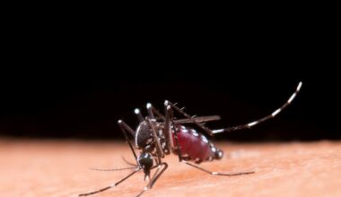 Dengue Fever is back in Tampa Bay.