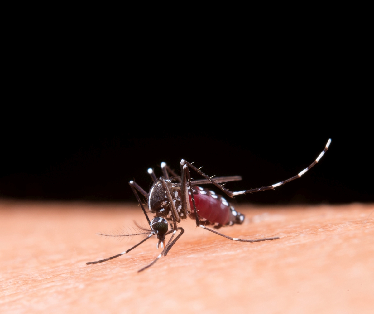 Dengue Fever is back in Tampa Bay.