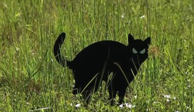 Watch: Mysterious cat cutouts placed in vacant lots as apparent owl deterrent