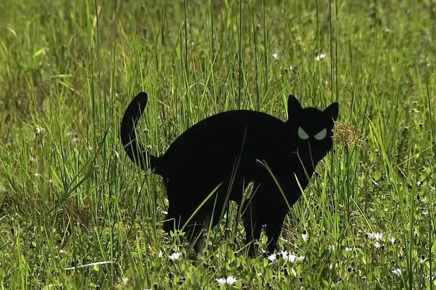Watch: Mysterious cat cutouts placed in vacant lots as apparent owl deterrent
