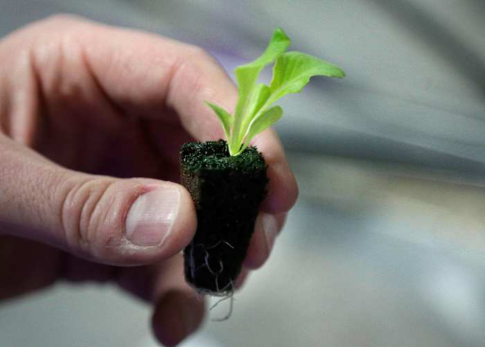 Gardening is not illegal in Jacksonville