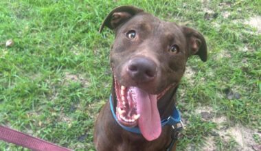 Furry Friday: Plenty of pups ready to join your team this fall!