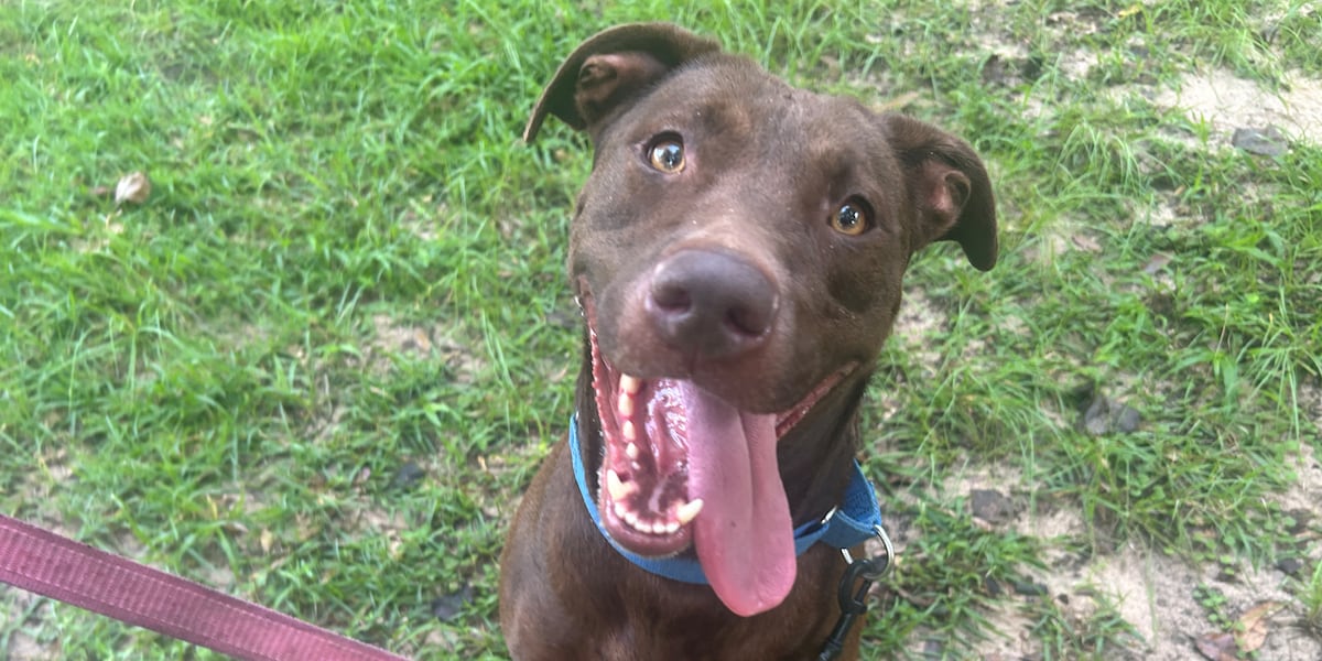 Furry Friday: Plenty of pups ready to join your team this fall!
