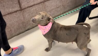Tallahassee Animal Services celebrates Dogust 1st with free adoption event