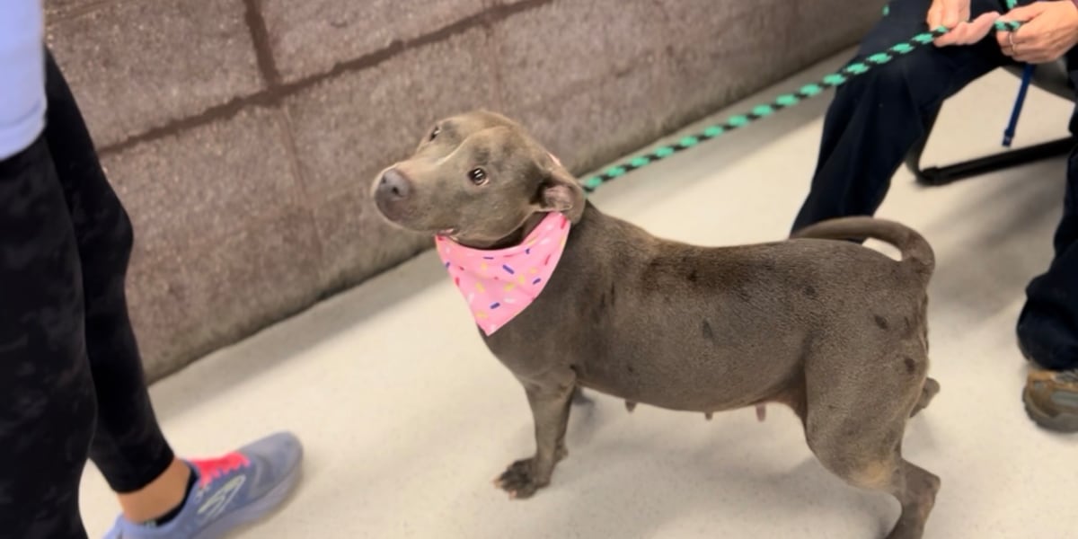Tallahassee Animal Services celebrates Dogust 1st with free adoption event