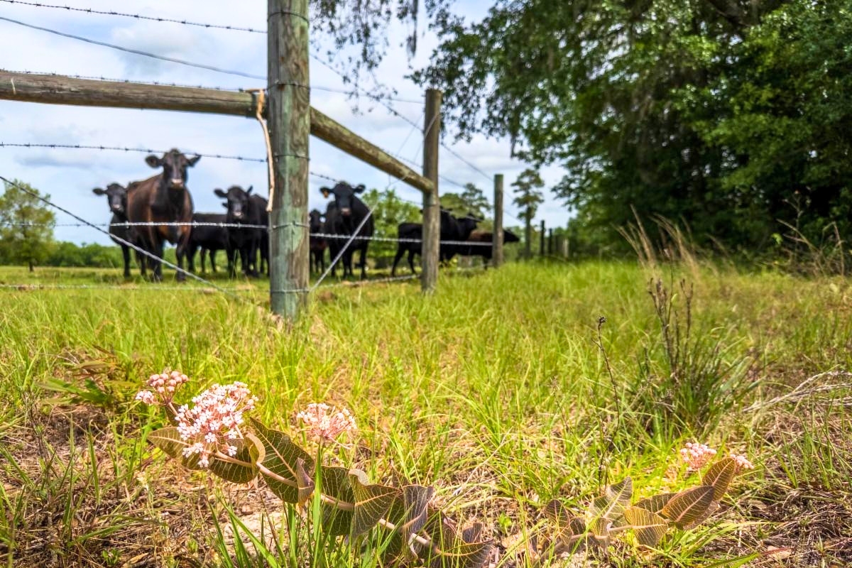 North Central Florida landowners urged to apply for conservation aid