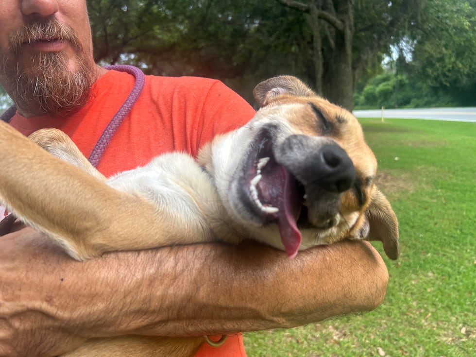 Joey has two speeds - as fast as his little legs can carry him - and yes, please, carry him!