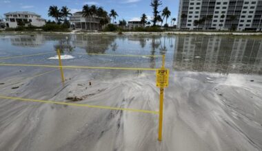 Sea turtle hatchlings facing challenges of washouts, disorientations - FORT MYERS