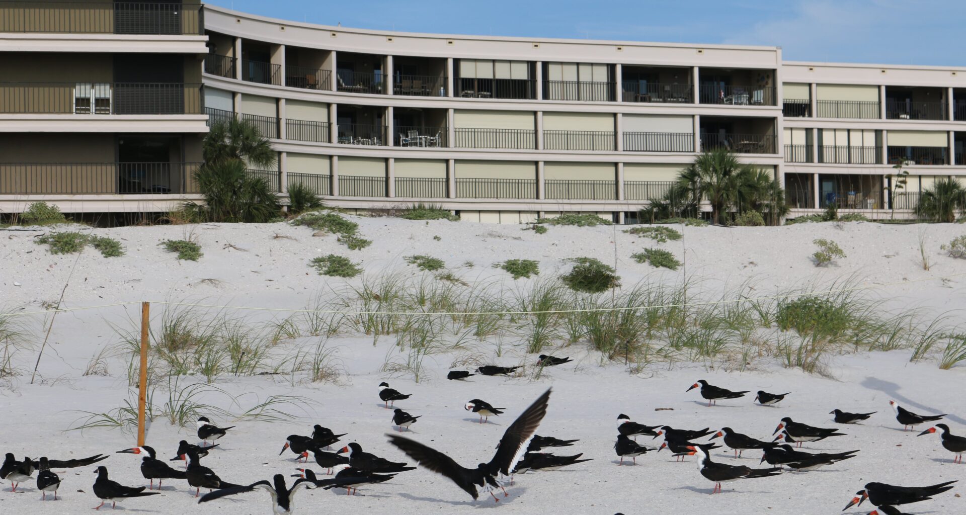 2 beachfront business owners accused of scattering mothballs on St. Pete Beach to deter birds