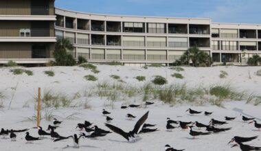 2 beachfront business owners accused of scattering mothballs on St. Pete Beach to deter birds
