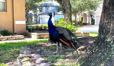 Some residents of the Lost Lake subdivision in Casselberry says between 10 to 15 peacocks have made a permanent home in the neighborhood causing damage to cars, homes and other property.  (Spectrum News/Randy Rauch)