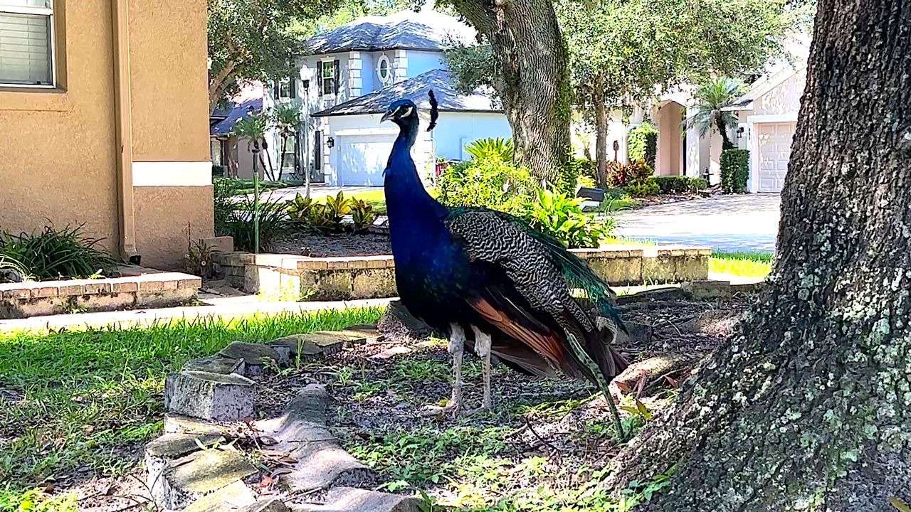 Some residents of the Lost Lake subdivision in Casselberry says between 10 to 15 peacocks have made a permanent home in the neighborhood causing damage to cars, homes and other property.  (Spectrum News/Randy Rauch)