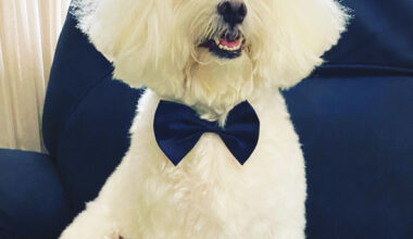 Pets of Miami Lakes