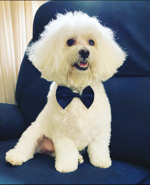 Pets of Miami Lakes