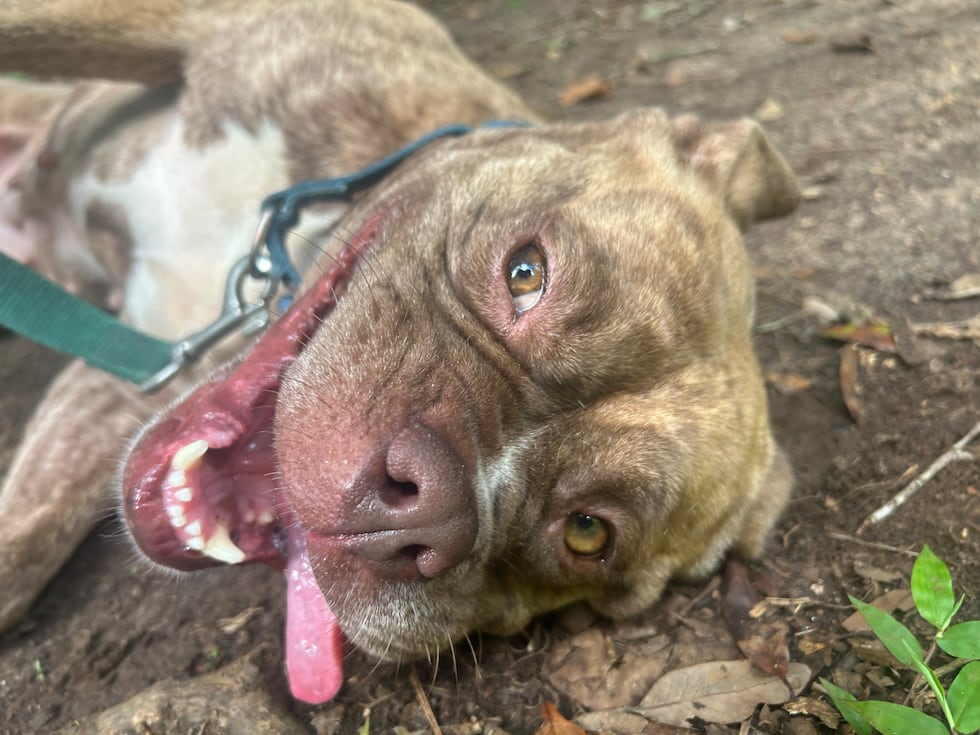 Trixie is into belly rubs, comfy couches and just chillin’ by your side!