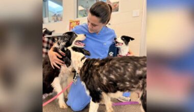 36 rescued border collies available for adoption Sept. 1 after Palm City hoarding investigation