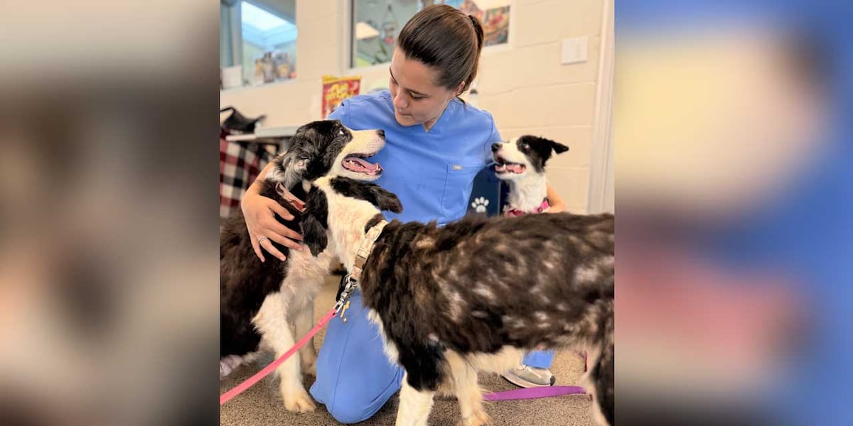 36 rescued border collies available for adoption Sept. 1 after Palm City hoarding investigation