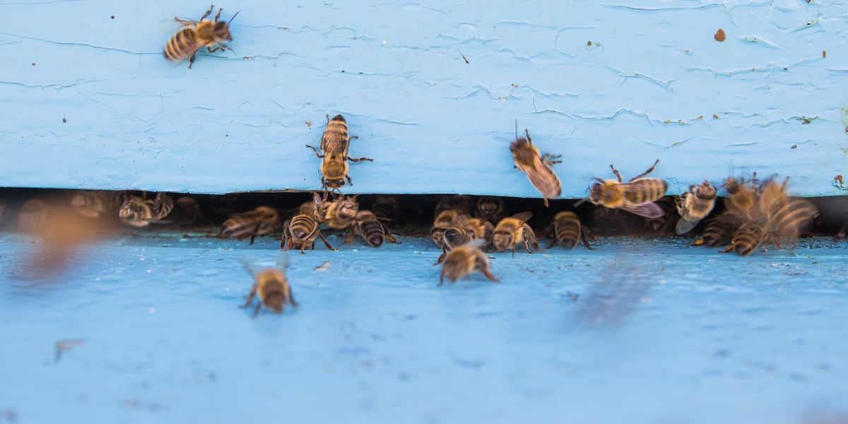 Pollinator parties bring science and community together across North Central Florida