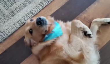A Jacksonville rescue dog’s unlikely survival is raising awareness about a rare disease hiding in Florida’s water